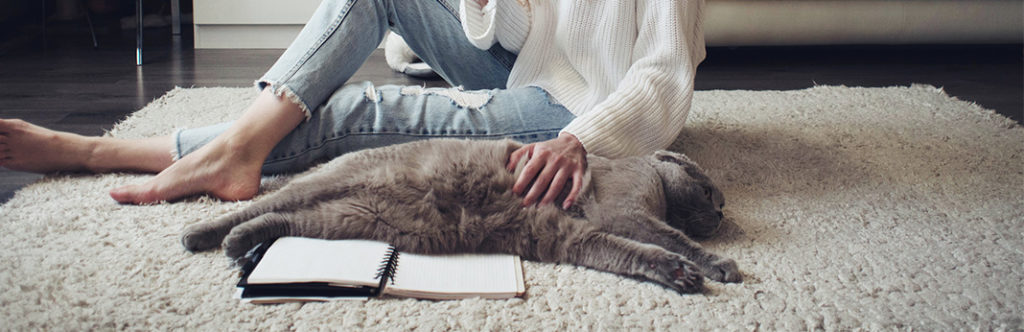 Should You Massage Your Cat? My Pet Needs That