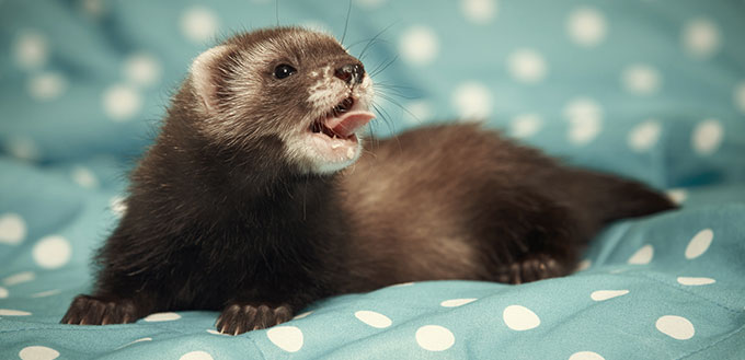 Smiling ferret