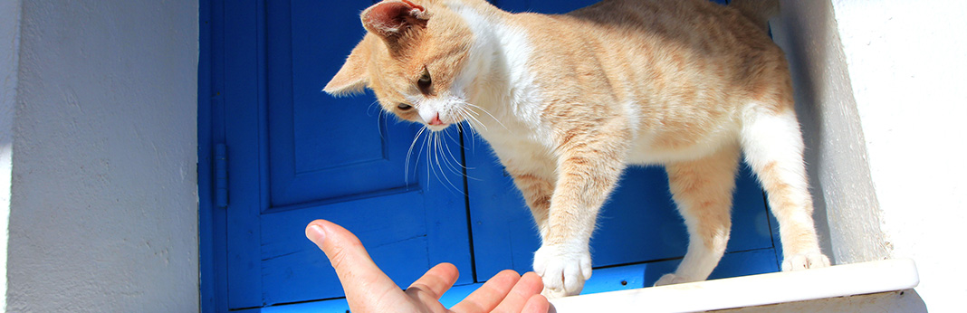 Train Your Cat to Shake Hands