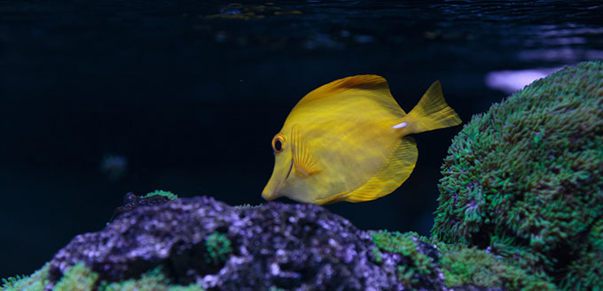 Zebrasoma flavescens fish
