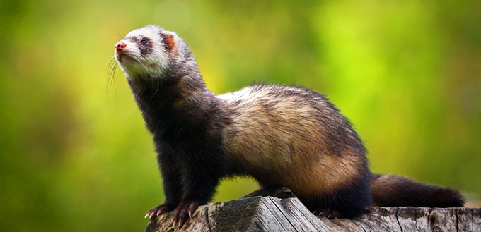 ferret