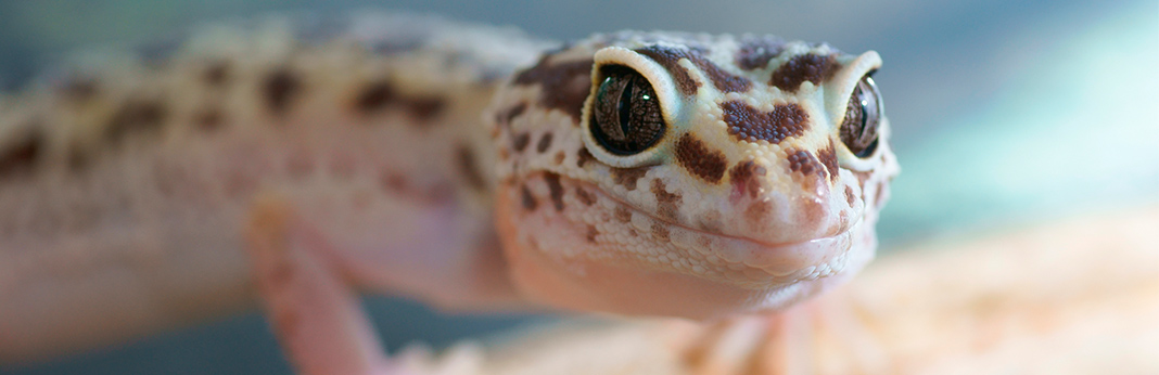 leopard gecko complete care guide and introduction