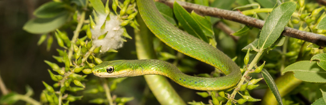 Rough Green Snake Complete Care Guide My Pet Needs That