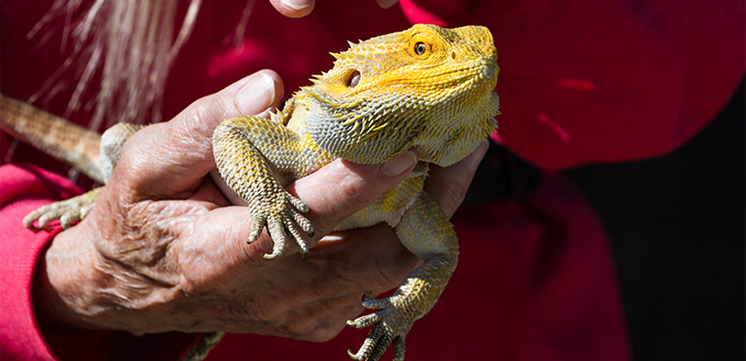 woman holding Bearded Dragon