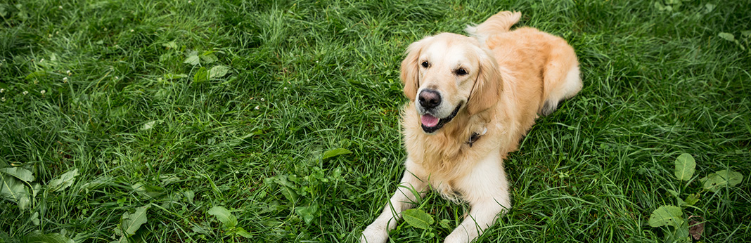 3-Ways-to-Tell-if-Your-Dog-Is-Deaf