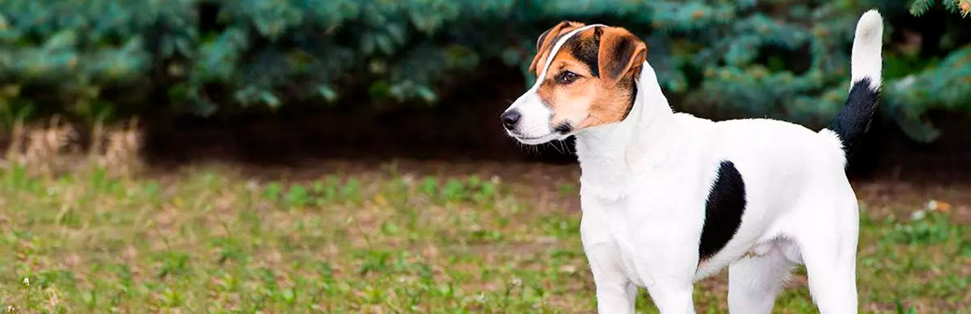 jack russell feist mix