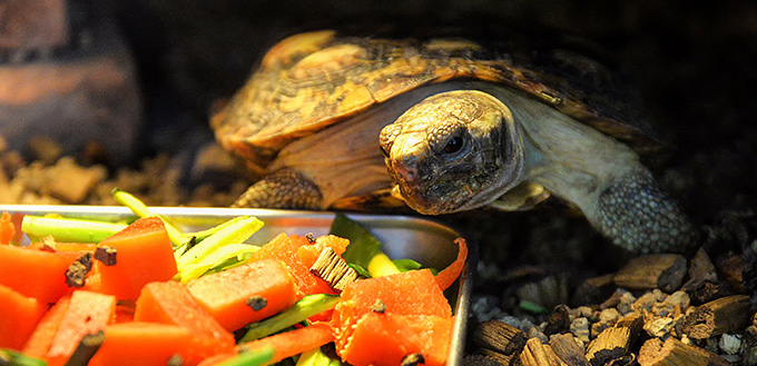 African pancake toroise eating feed food