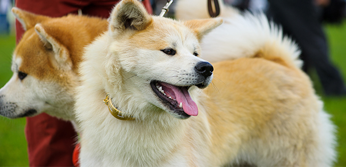 Akita Inu dogs