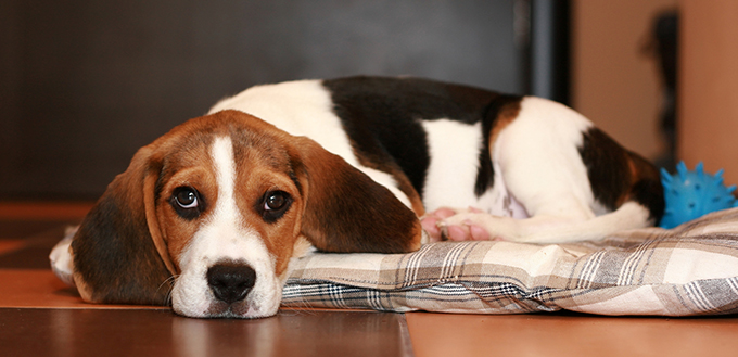 Beagle puppy