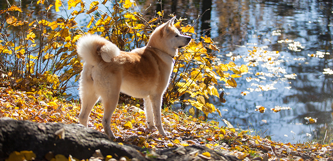 Beautiful dog breed Akita inu on a walk