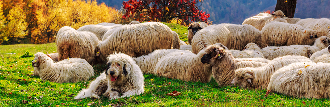 Best Farm Dogs