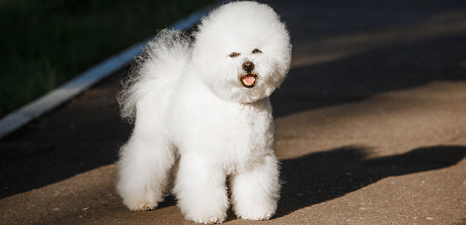 Bichon Frise