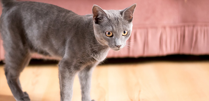 Blue Korat Cat