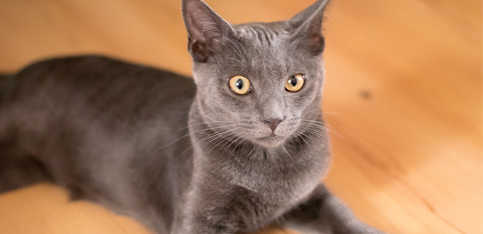 Blue Korat Kitten