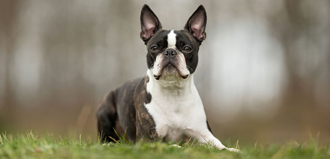 Boston Terrier