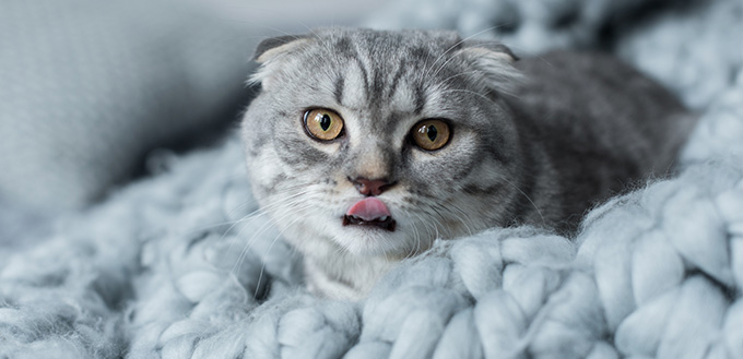 Cat on wool blanket