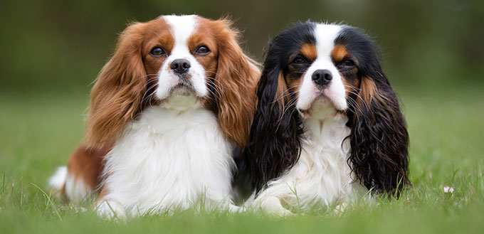 Cavalier King Charles Spaniel