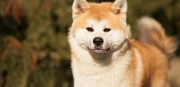 Cute canine breed Japanese akita inu portrait