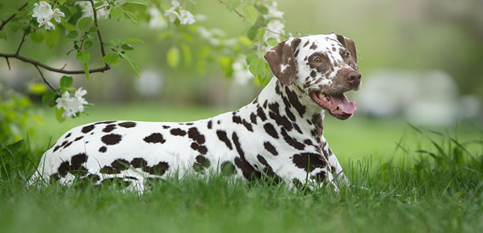 Dalmation