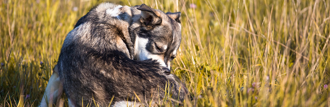 Dog-Pulling-Fur-Out-How-to-Stop-It