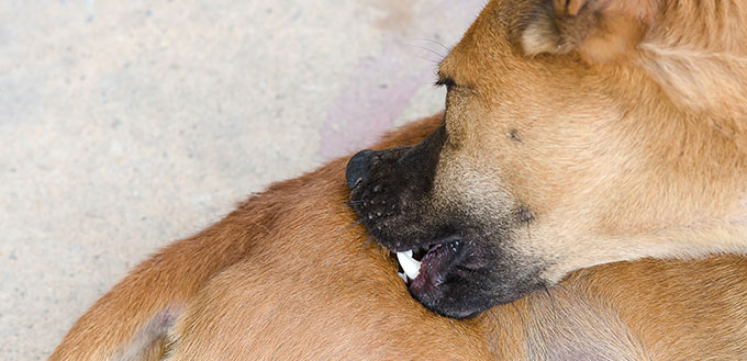 Dog Scratching Flea