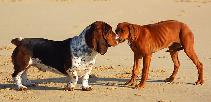 Dogs Meeting