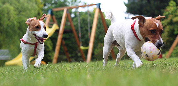 Dogs Playing