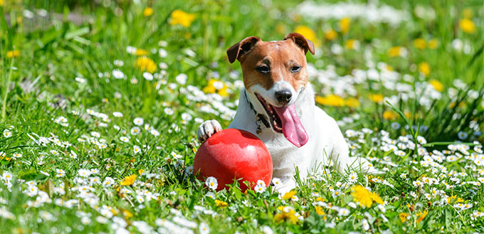 Jack Russell Terrier