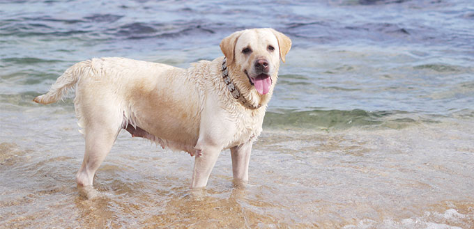 Labrador Retriever