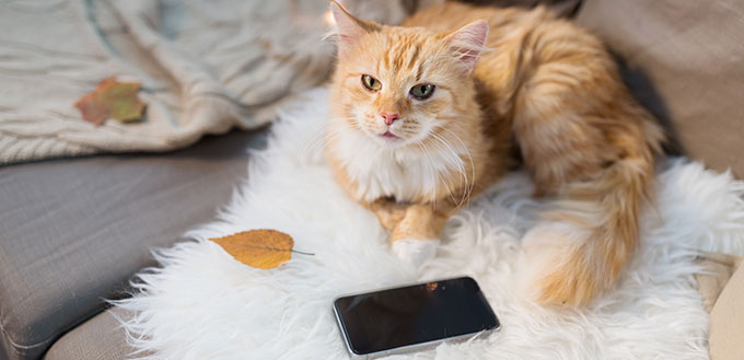 Red cat lying on sofa with smartphone