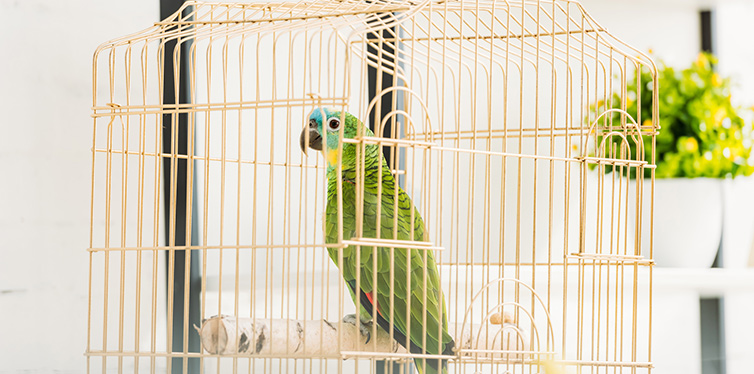 Selective Focus Bright Green Amazon Parrot