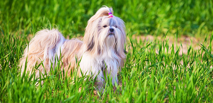 Shih Tzu