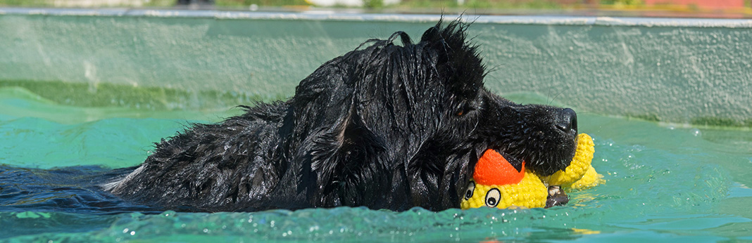 Top 10 Swimming Dog Breeds