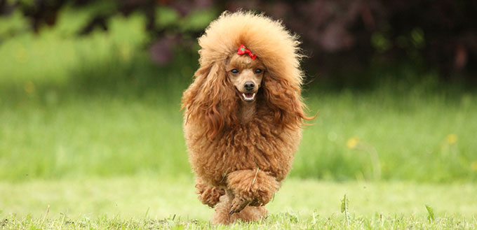 Toy Poodle