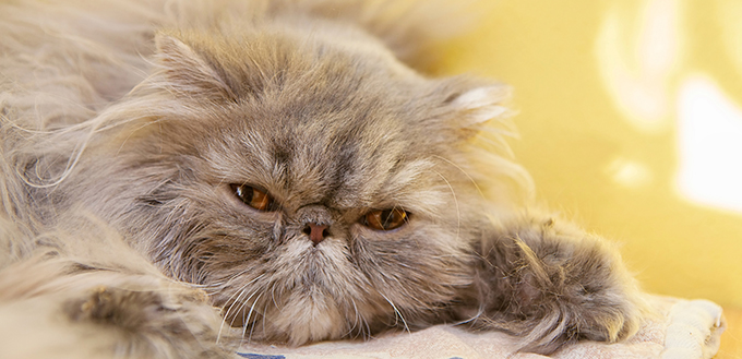 Young tortie persian cat