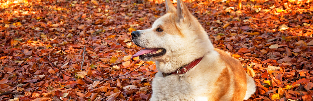 akita-dog-breed-facts-&-temperament