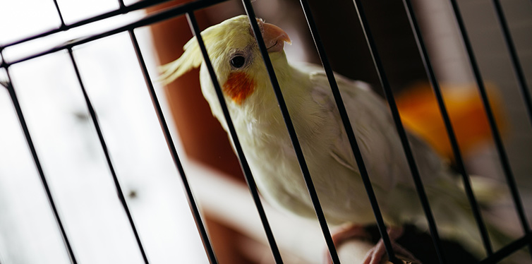 beautiful adorable yellow cockatiel parrot cage