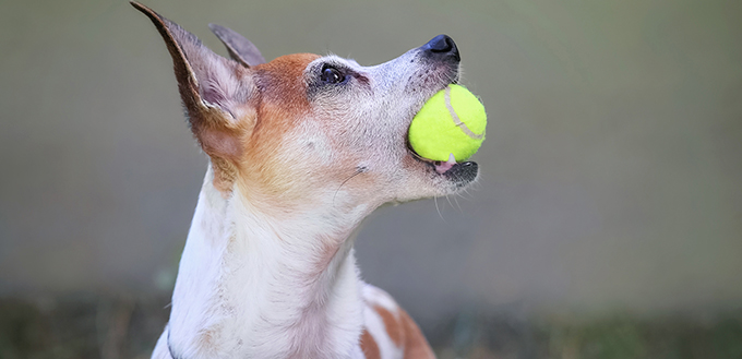 cute dog with ball