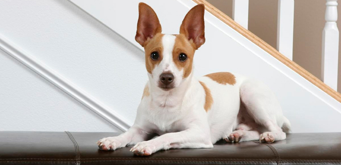 feist dog breed characteristics feist dog breed characteristics