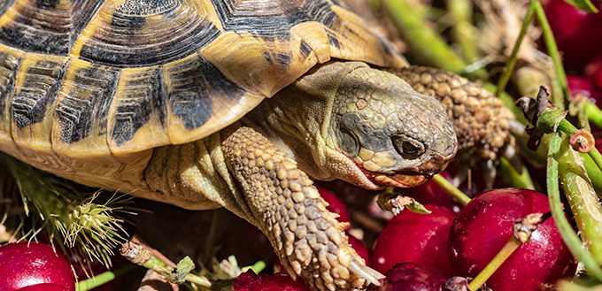 hermann turtle eating fresh cherries