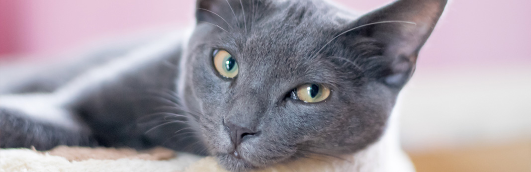 korat cat cat breed information, characteristics and facts