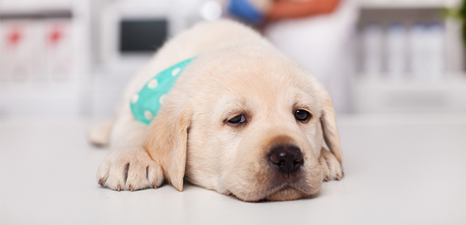 sleepy labrador puppy dog