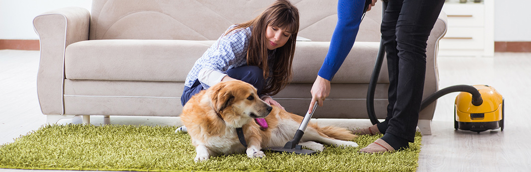 why are dogs scared of vacuums