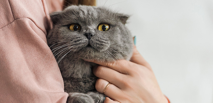 woman carrying cute scottish fold cat