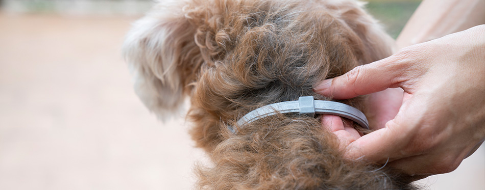 Woman wearing a collar for dog