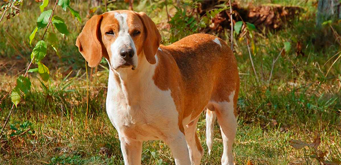 American Foxhound