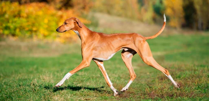 Azawakh Dog running