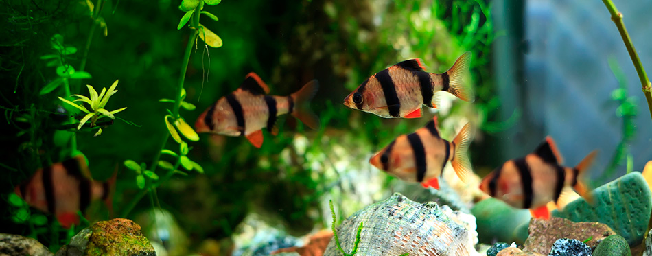 Barbus aquarium