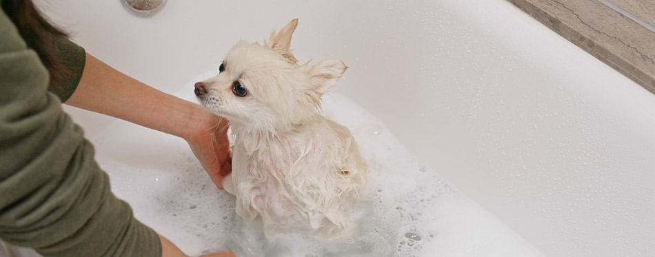 Bathing a Puppy