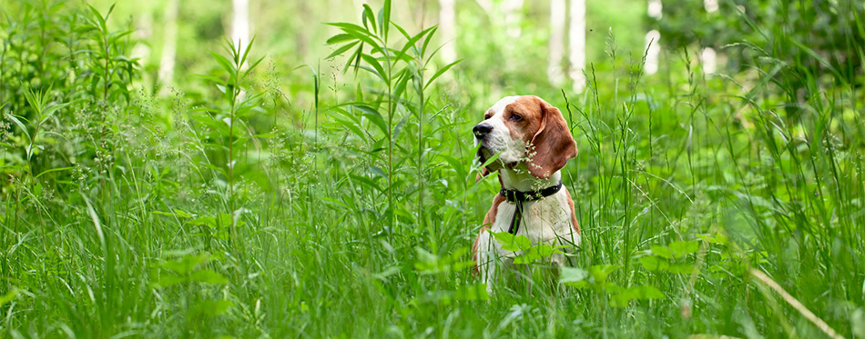 Beagle in forest